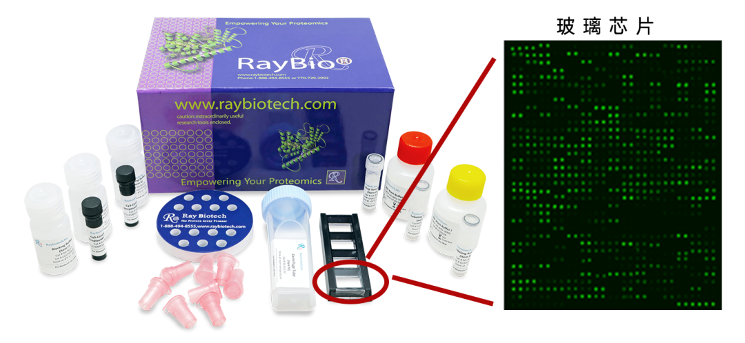 Raybio 牛细胞因子检测试剂盒_RayBiotech